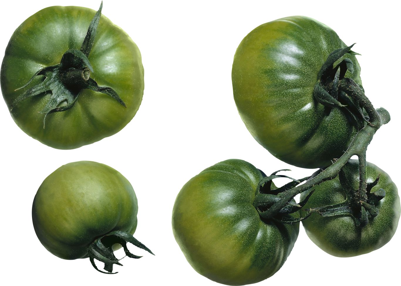 green tomatoes PNG    图片编号:12545