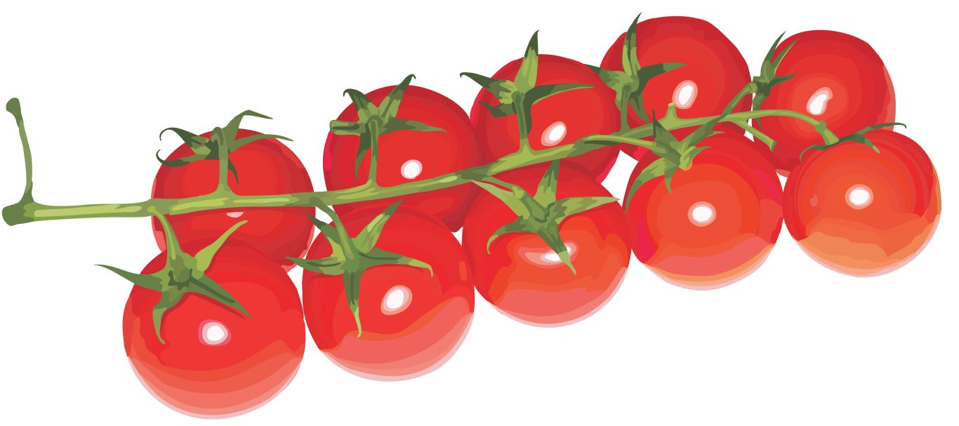 Cherry tomatoes on branch PNG    图片编号:12559