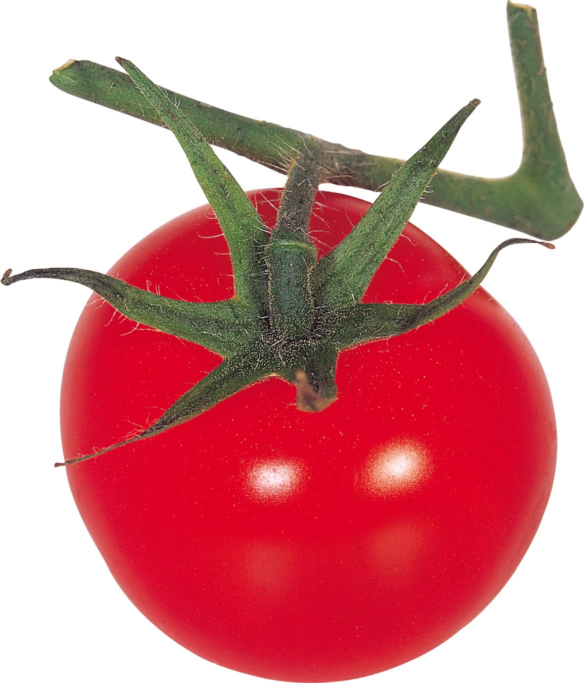 Tomato on branch PNG    图片编号:12574
