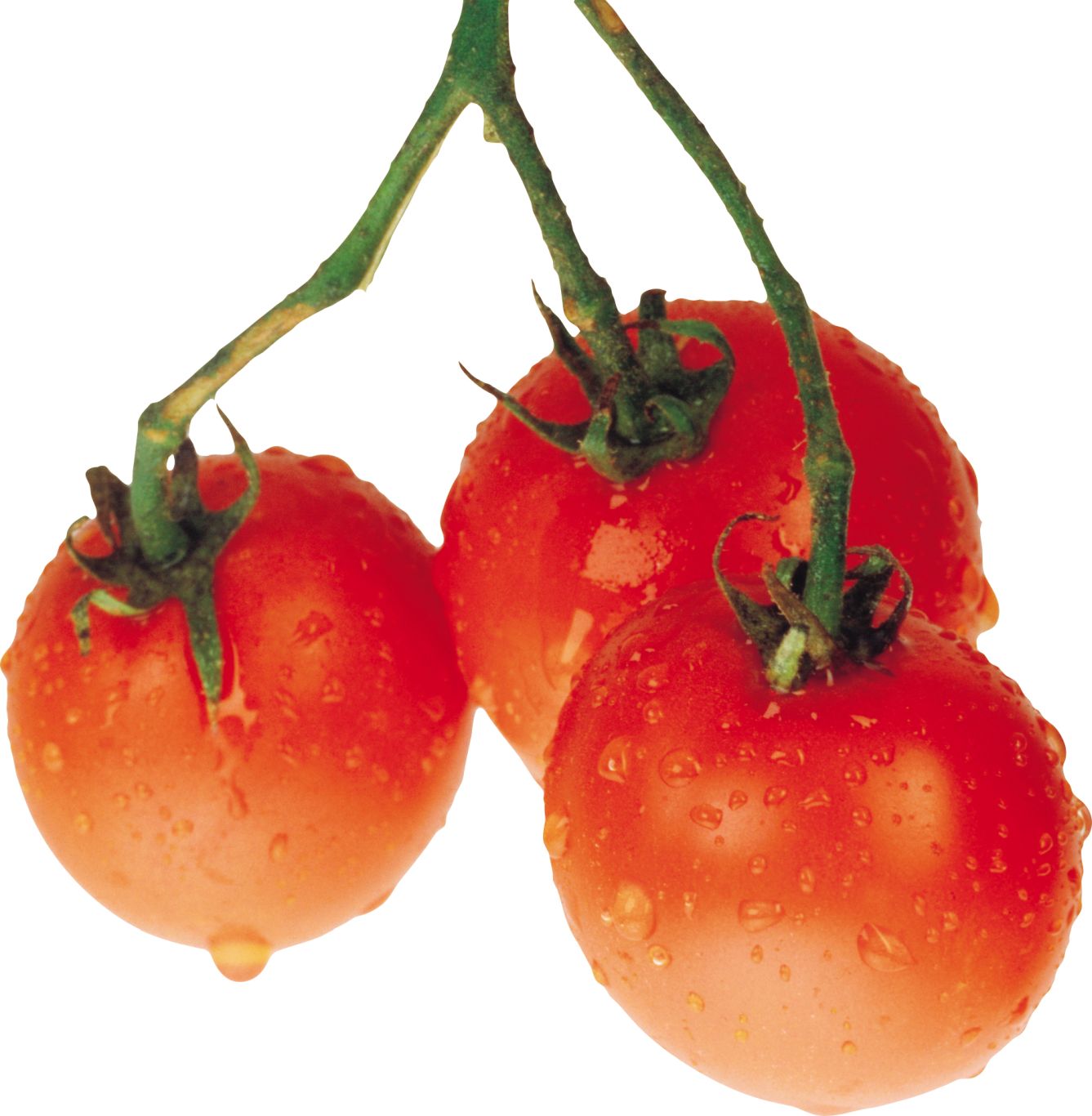wet tomatoes PNG    图片编号:12577