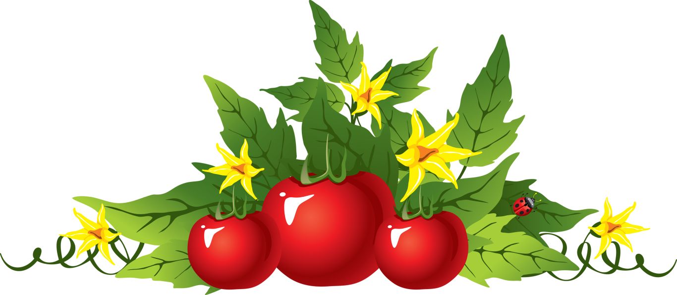 Tomato picture PNG transparent background    图片编号:12578