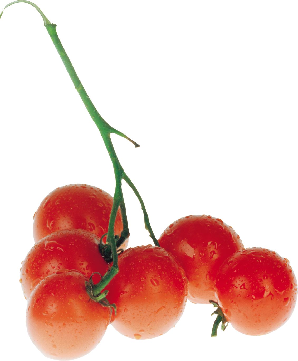 Tomatoes on branch PNG images    图片编号:12579