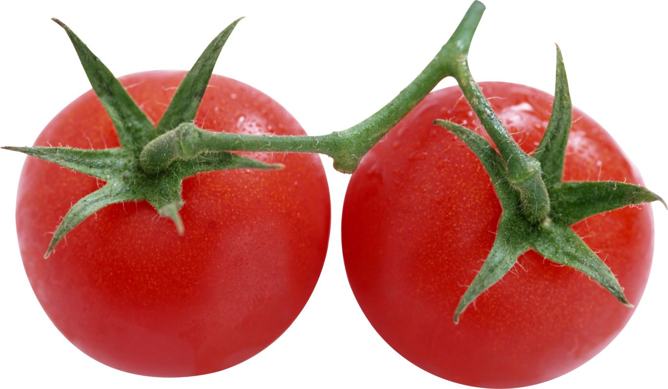 Tomato on branch PNG image    图片编号:12580
