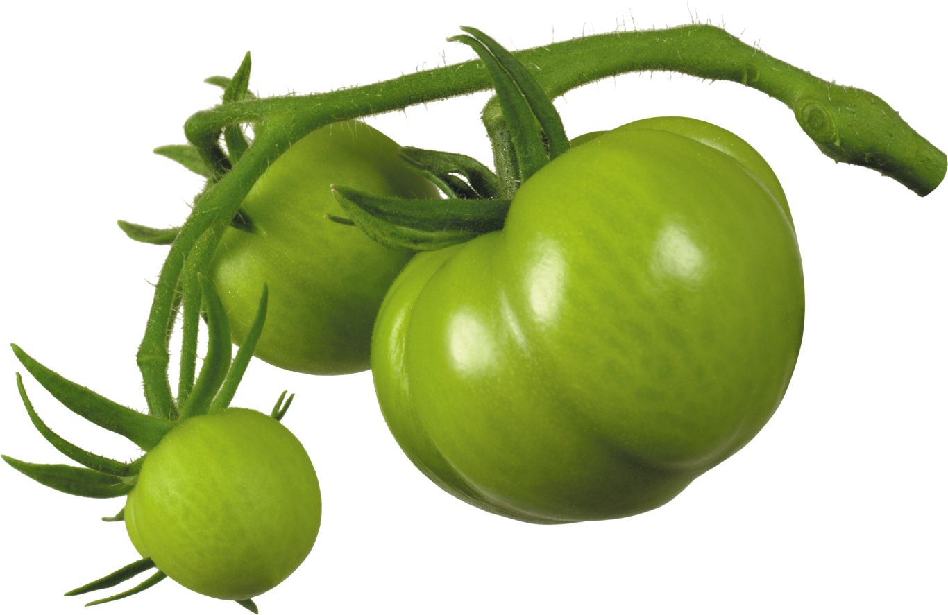 Green tomatoes on branch PNG    图片编号:12582