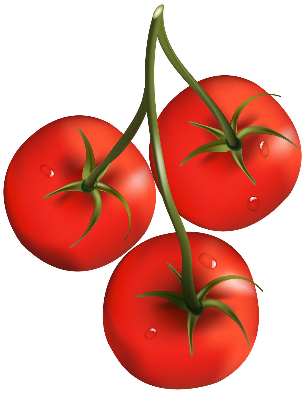 three tomatoes on branch PNG    图片编号:12597
