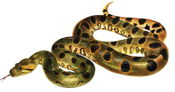 Anaconda PNG免抠图透明素材 素材天下编号:54689