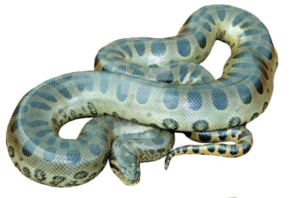 Anaconda PNG免抠图透明素材 16设计网编号:54699