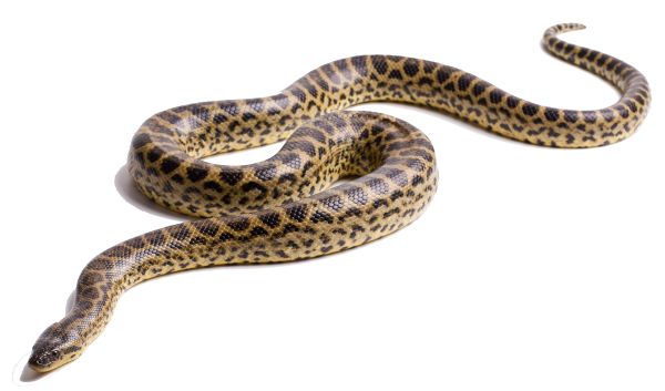 Anaconda PNG免抠图透明素材 素材