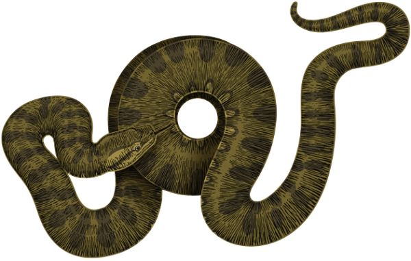 Anaconda PNG透明背景免抠图元素 16图库网编号:54691