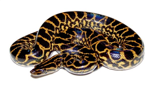 Anaconda PNG免抠图透明素材 素材
