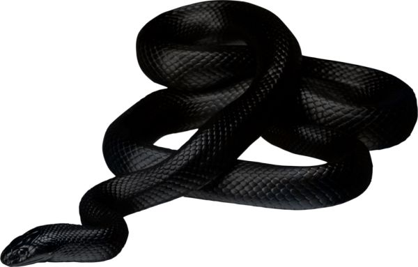 Anaconda PNG免抠图透明素材 普贤居素材编号:54695