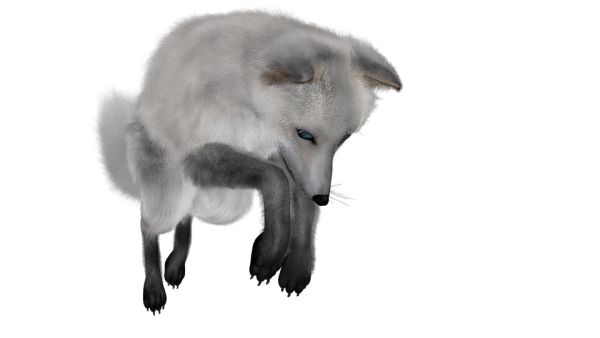 北极狐PNG透明背景免抠图元素 16图库网编号:18478