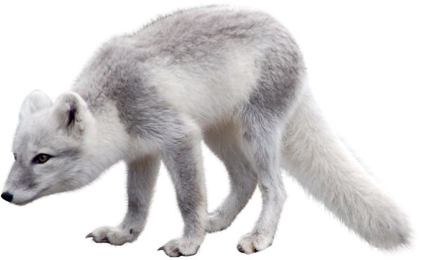北极狐PNG免抠图透明素材 16设计网编号:18480