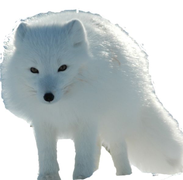 北极狐PNG免抠图透明素材 素材天下编号:41366
