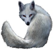 北极狐PNG透明背景免抠图元素 16图库网编号:41372