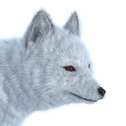 北极狐PNG透明背景免抠图元素 16图库网编号:41376