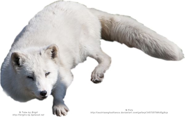 北极狐PNG透明背景免抠图元素 16图库网编号:41377