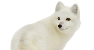 北极狐PNG免抠图透明素材 16设计网编号:41381