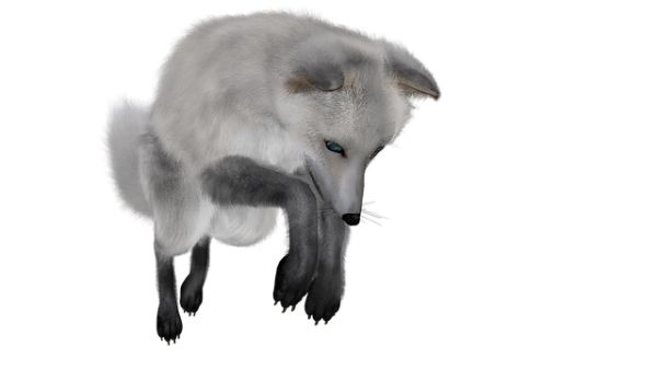 北极狐PNG免抠图透明素材 16设计网编号:41383