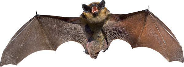 蝙蝠 PNG透明背景免抠图元素 16图库网编号:23734