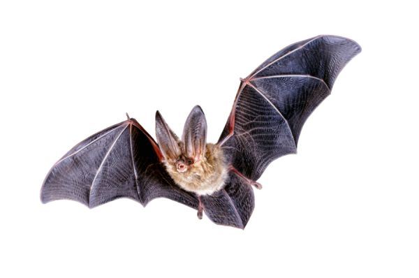 蝙蝠 PNG免抠图透明素材 16设计网编号:23748
