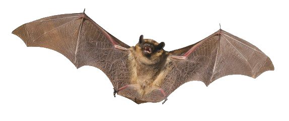 蝙蝠 PNG免抠图透明素材 16设计网编号:23752