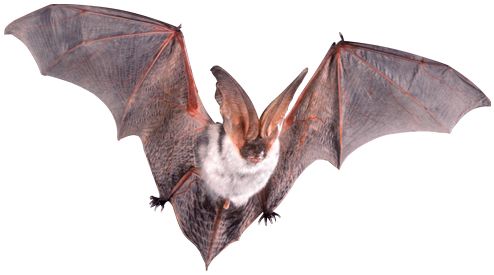 蝙蝠 PNG透明背景免抠图元素 16图库网编号:23761