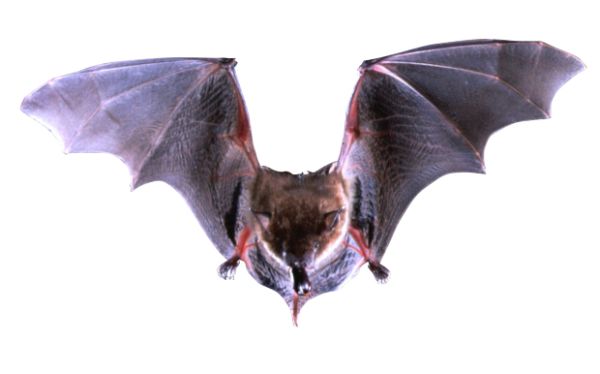 蝙蝠 PNG透明背景免抠图元素 素材中国编号:23766