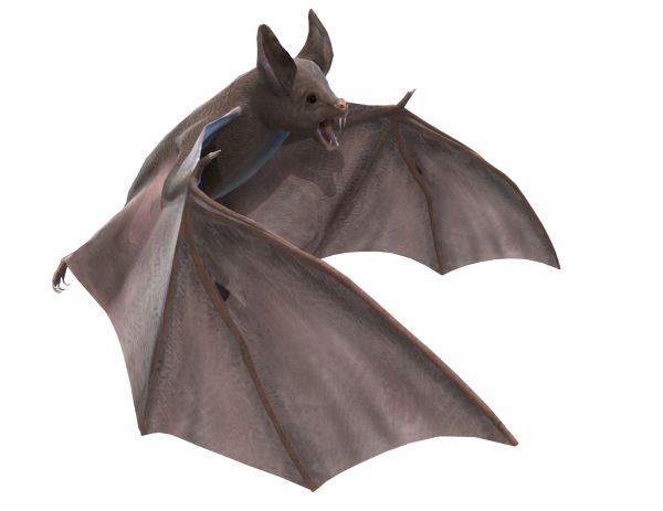 蝙蝠 PNG透明背景免抠图元素 16图库网编号:23767