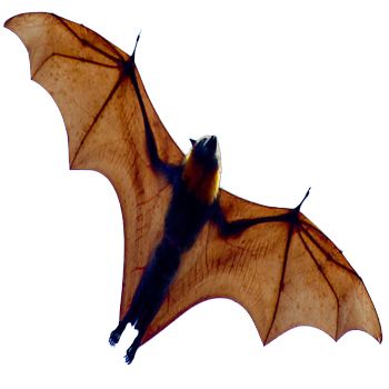 蝙蝠 PNG免抠图透明素材 素材天下编号:23773