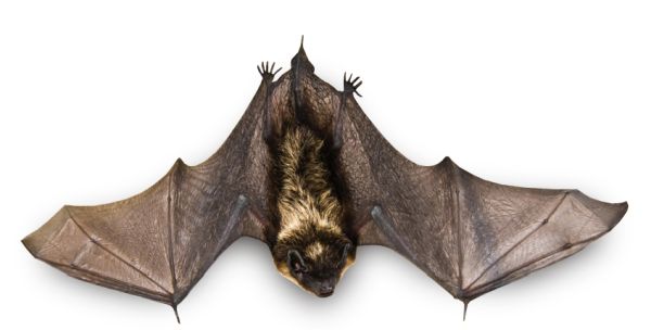 蝙蝠 PNG免抠图透明素材 16设计网编号:23775