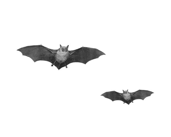 蝙蝠 PNG透明背景免抠图元素 16图库网编号:23777