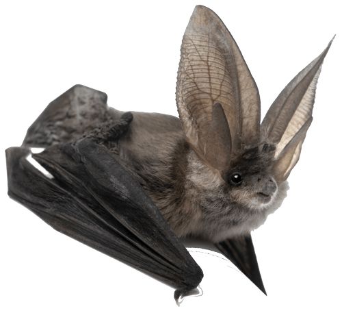 蝙蝠 PNG免抠图透明素材 16设计网编号:23778