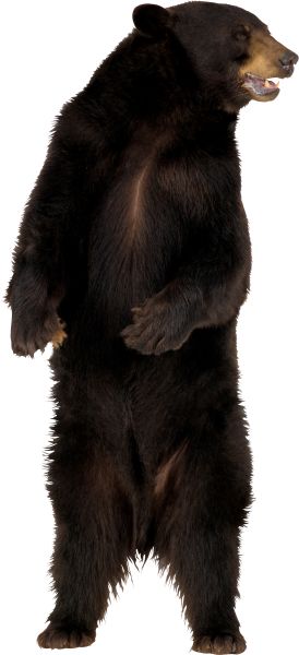 棕熊PNG透明元素免抠图素材 16素材网编号:1182
