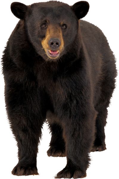棕熊PNG透明背景免抠图元素 素材中国编号:1184