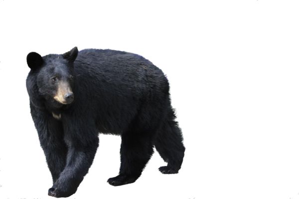 黑熊PNG透明背景免抠图元素 16图库网编号:1187