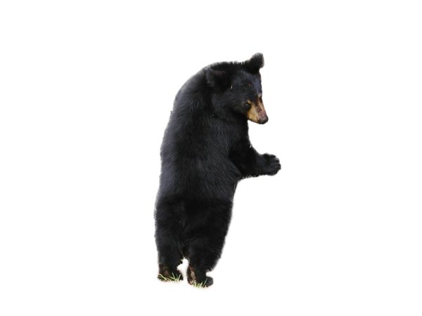 熊 PNG免抠图透明素材 素材天下编号:23439