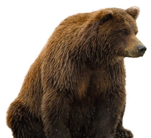 熊 PNG免抠图透明素材 素材天下编号:23452