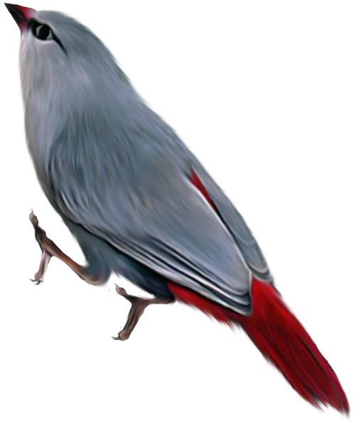 鸟 PNG透明背景免抠图元素 素材中国编号:19993