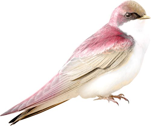 鸟 PNG透明背景免抠图元素 16图库网编号:20002