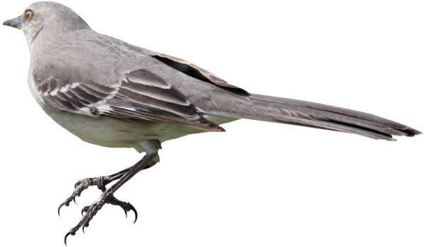 鸟 PNG透明背景免抠图元素 16图库网编号:20095
