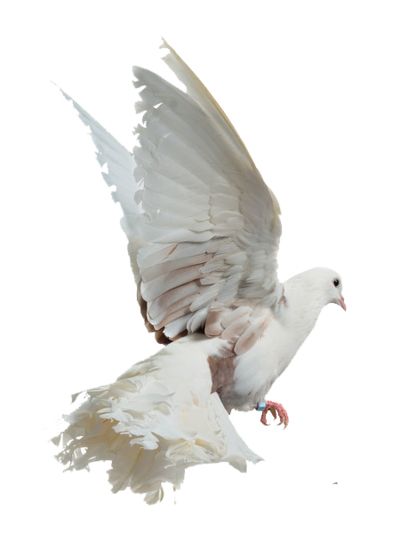 鸟 PNG透明背景免抠图元素 素材中国编号:20097
