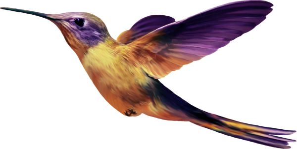鸟 PNG透明背景免抠图元素 16图库网编号:20099