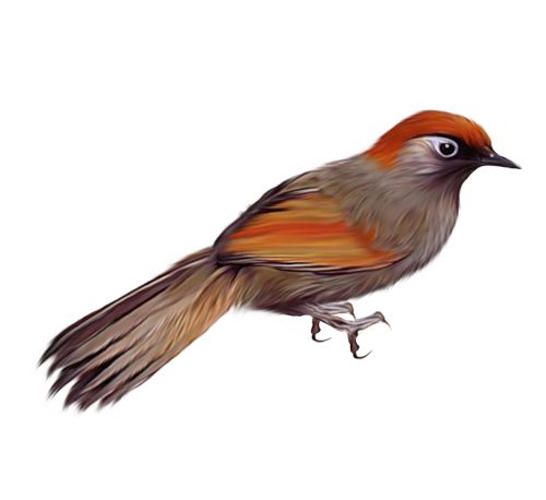 鸟 PNG透明背景免抠图元素 16图库网编号:20003