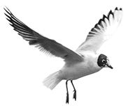 鸟 PNG透明元素免抠图素材 16素材网编号:20103