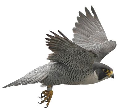 鸟 PNG透明背景免抠图元素 16图库网编号:20104