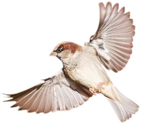 鸟 PNG透明背景免抠图元素 16图库网编号:20105