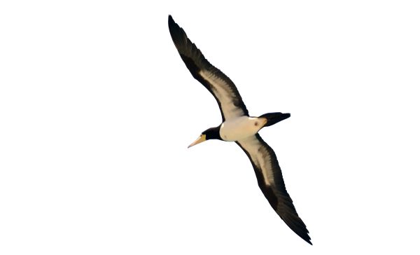鸟 PNG透明背景免抠图元素 16图库网编号:20106