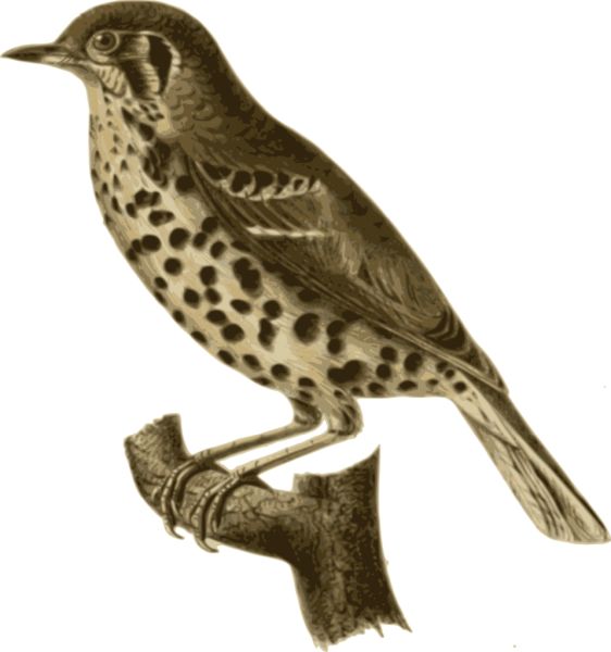 鸟 PNG透明背景免抠图元素 16图库网编号:20005
