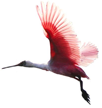鸟 PNG透明背景免抠图元素 16图库网编号:20006